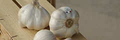 Bild "versteckt:knoblauch240.jpg"
